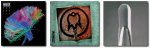 Muse - Stam1na - Circle.jpg
